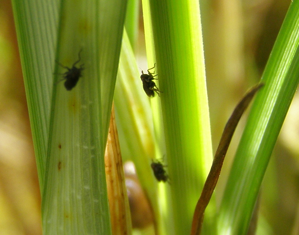 Delphacide (palustre?) da determinare